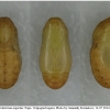 celas argiolus pupa3 volg